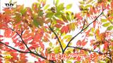 秋の到来! 蔵王の紅葉の名所 "ドッコ沼" で今楽しめるのはこの時期ならではの絶景! 訪れた人は「心が洗われた」(山形) | 山形のニュース│TUYテレビユー山形