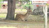 【シカ出没】丸1日たっても札幌中心部　近代美術館の庭に居座る　交通量減る夜を待ち誘導へ…白石区の公園でもシカ発見の速報|TBS NEWS DIG