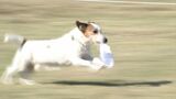 「人に貢献できるような犬になってもらえたら」嘱託警察犬の審査会に31匹が参加 においを選別する審査などに挑戦【岡山】|TBS NEWS DIG