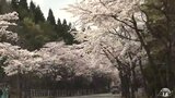 約1400本のソメイヨシノの桜並木が満開に　むつ市「来さまい大畑桜ロード」が見頃|TBS NEWS DIG