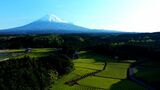 “茶畑の緑”と“雄大な霊峰富士”が織りなす風景 “空から”覗いてみた(静岡県) | 静岡のニュース | SBSNEWS | 静岡放送