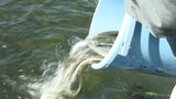吉井川水系の河川10か所でウナギの幼魚約1400匹を放流 約2年で成魚に成長「小さいウナギがとれた時は放流して」【岡山】|TBS NEWS DIG