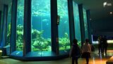 名物の大水槽もそのままです！老朽化で“閉館”水族館が完全予約制で復活＝静岡市清水区|TBS NEWS DIG