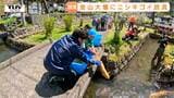 情緒ある街並みと調和する風景　金山町の大堰で子どもたちが錦鯉を放流！ 凛と佇む一本桜も！（山形）　|　山形のニュース│TUYテレビユー山形