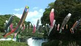湯之尾滝に300匹のこいのぼり悠々と　幅80ｍにロープ13本　鹿児島・伊佐市　|　鹿児島のニュース｜MBC NEWS｜南日本放送