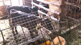 JAグループ岡山が県に子牛生産者の支援求める 飼料価格や光熱費の高騰などで畜産農家の経営悪化|TBS NEWS DIG