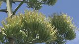 数十年に1度咲く幻の花「リュウゼツラン」 全国各地で開花を確認 大分舞鶴高校で七分咲き | 大分のニュース|OBS NEWS|大分放送