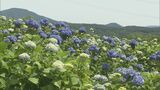 825種類約2万8000株のアジサイ多彩に「世界のあじさい ゆりまつり」開幕 福島県平田村にある花の名所 | 福島のニュース│TUF