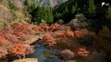 まだまだ紅葉見頃です 例年より2週間ほどゆっくり静岡・寸又峡を空から覗いてみた | 静岡のニュース | SBSNEWS | 静岡放送