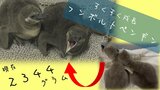 「2344gです」12月に誕生のフンボルトペンギンのヒナ すくすく成長 歩けるようになったときに展示プールでお目見えに!|TBS NEWS DIG