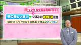 サクラはナゼ記録的に早い開花になったのか? 仙台 | 宮城のニュース│tbc NEWS│tbc東北放送