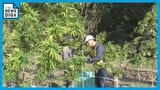 “大麻”の栽培に夢を託す 駅から徒歩3分で大麻畑が 規制緩和で住宅地での栽培や販売先の拡大を認める | 名古屋・愛知・岐阜・三重のニュース【CBC news】 | CBC web