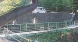 次から次へと30匹以上・・・住宅前の橋を渡るニホンザル 被害も発生 岩手・住田町|TBS NEWS DIG