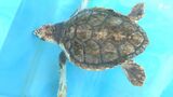 「卵を産んでほしい」ウミガメの産卵地の海岸で市民がゴミ拾い 大型の浮きなどのゴミも=静岡・下田市 | 静岡のニュース | SBSNEWS | 静岡放送