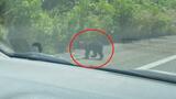 高速道路で乗用車にはねられ、死んだ子グマは親グマを探して…前夜に車にはねられ、死んだクマが親の可能性も | 北海道のニュース|HBC北海道放送