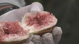 凍らせてもおいしい!全国有数の産地で「ハウスイチジク」の収穫最盛期 愛知・安城市 | 名古屋・愛知・岐阜・三重のニュース【CBC news】 | CBC web