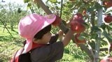 保育園児が岩手生まれの品種「紅いわて」を収穫体験　大きく実ったリンゴに歓声　盛岡市|TBS NEWS DIG