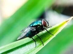 米国で確認の食肉バエとは、ヒトへの寄生あるのか－厳戒態勢の理由| TBS CROSS DIG with Bloomberg