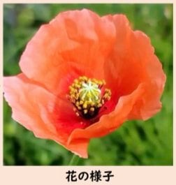 可愛らしいナガミヒナゲシ「毒含まれる乳液」に注意　仙台市が呼びかけ|TBS NEWS DIG