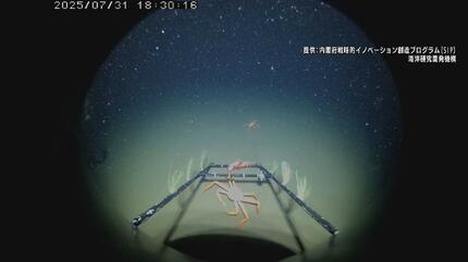 富山湾のシロエビはどこへ？海中ロボットが深海調査、地震後の漁場の