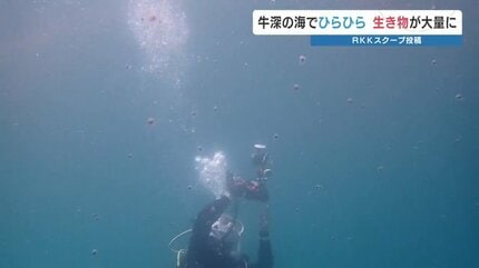 海砂利水魚出演「われら地球県民」熊本県環境基本計画ビデオ 海面養殖「サクラマス」5月に初出荷へ 高水温でも生育可能な“希望の魚