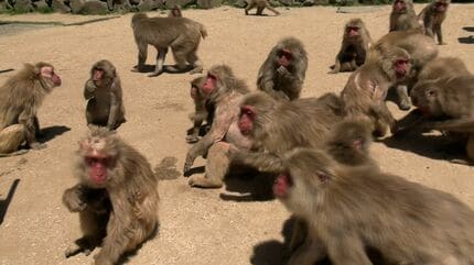 今年も約30匹の新しい命が誕生 小豆島「お猿の国」はベビーラッシュ