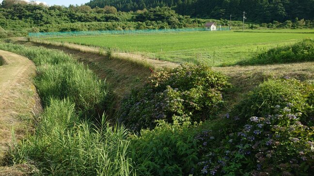「草刈り作業中に転落した」60代男性が用水路に転落し死亡　宮城・栗原市|TBS NEWS DIG