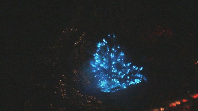 網があがって幻想的な光…ホタルイカ漁解禁　初日の水揚げ430キロ超え　震災乗り越えて期待　富山|TBS NEWS DIG