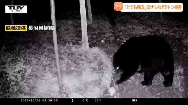 【動画】近隣住民に走る衝撃 散歩中の男性が自宅近くでクマに襲われる 洋ナシなど2トンも被害に...人身被害、食害、観光への影響...クマの影響は広範囲に(山形)|TBS NEWS DIG