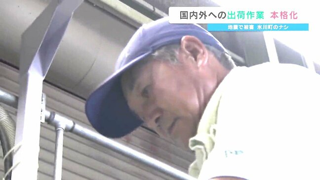 激震に耐えたナシの人気品種「新高」 出荷は2割にとどまるも「来年への一歩」 震度7の氷川町 熊本 |TBS NEWS DIG