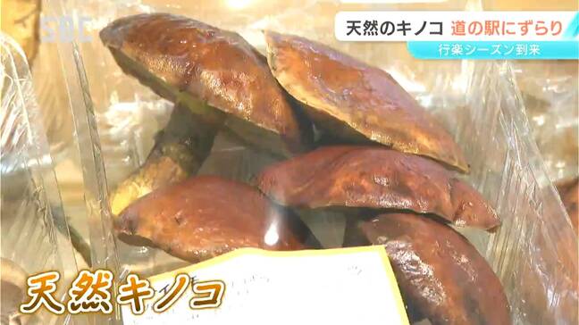 ご存じ？「コウタケ」「アイシメジ」「サクラシメジ」…長野市の道の駅に「天然キノコ」がズラリ！去年より2週間ほど遅いものの続々と入荷|TBS NEWS DIG