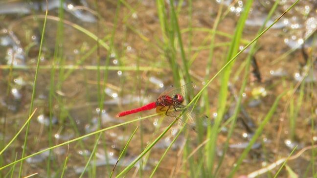 よ～く見ると…何かいる！1円玉サイズの絶滅危惧種　“国内最小級” ハッチョウトンボが羽化の最盛期|TBS NEWS DIG
