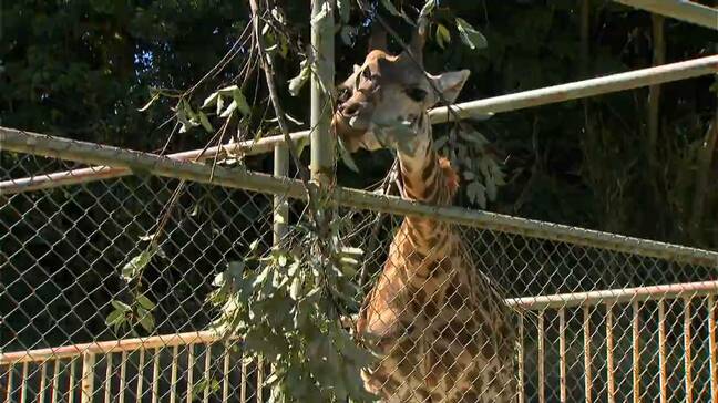 マサイキリン「ヒマリ」一般公開 平川動物公園 鹿児島|TBS NEWS DIG