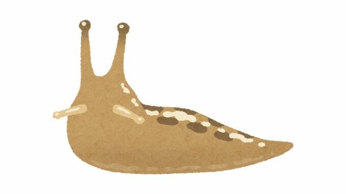 【害虫ナメクジ】効率よく駆除するには「塩をかける？」触らずに駆除するには？「素手で触らないで」【専門家が解説】|TBS NEWS DIG