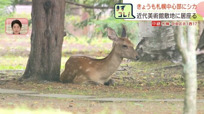 【シカ出没】丸1日たっても札幌中心部　近代美術館の庭に居座る　交通量減る夜を待ち誘導へ…白石区の公園でもシカ発見の速報|TBS NEWS DIG