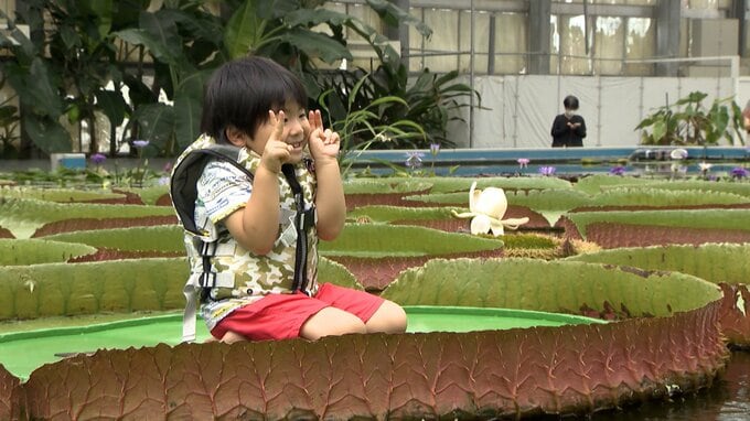オオオニバス 恐る恐る乗ったら「なんか気持ちいい！」子どもたちが体験＝静岡・掛川花鳥園　|　静岡のニュース | SBSNEWS | 静岡放送