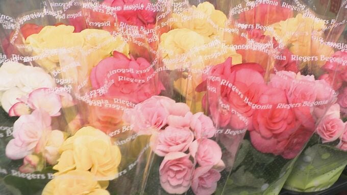 夏の猛暑や物価高による栽培コスト上昇で入荷量は1割減も… クリスマス・年末の贈答用の鉢物市　|　石川県のニュース｜MRO北陸放送