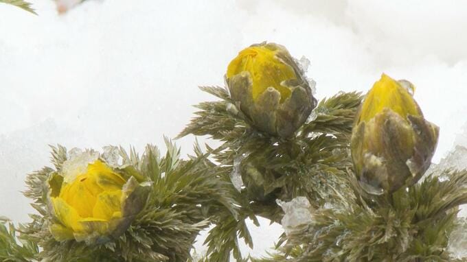 花言葉は「永遠の幸福」　日本海を見下ろす丘に約3000株の『フクジュソウ』　雪のなかから春と福を告げる　|　青森のニュース│ATV NEWS│青森テレビ