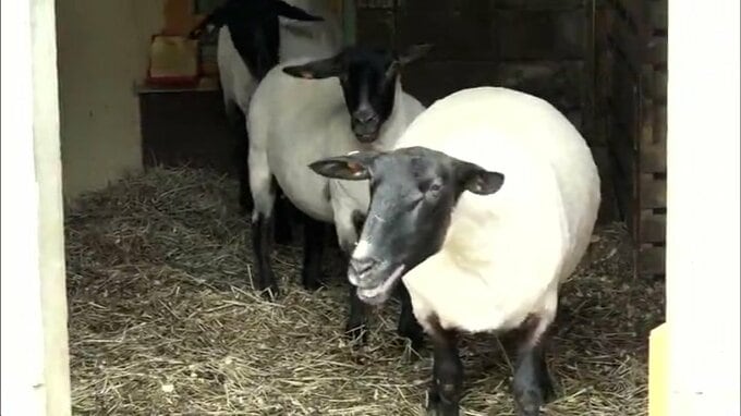 ヒツジ毛刈りですっきり！ひと足早く衣替え　|　青森のニュース│ATV NEWS│青森テレビ