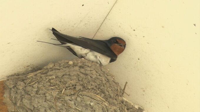 「『今ならチャンス！』なんて言って、ピューって入る」　ツバメと人と知恵比べ？　決定的瞬間の撮影にも成功|TBS NEWS DIG