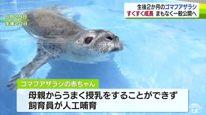 ゴマフアザラシの赤ちゃん　すくすく成長　まもなく一般公開へ　青森県営浅虫水族館|TBS NEWS DIG
