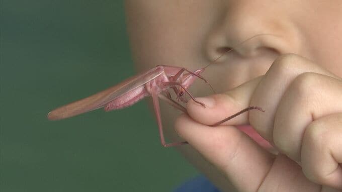 5歳児、ピンク色の珍キリギリスを発見　正体は？|TBS NEWS DIG