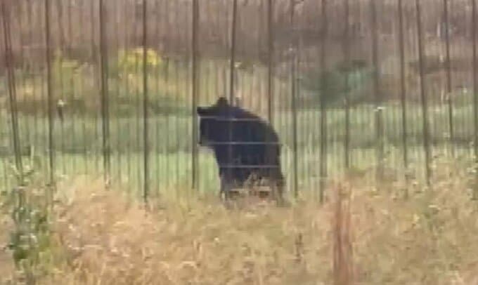 【視聴者投稿】「クマが柵を乗り越える姿が…」 広島県北広島町でもクマの目撃情報相次ぐ 警察は注意を呼びかけ|TBS NEWS DIG