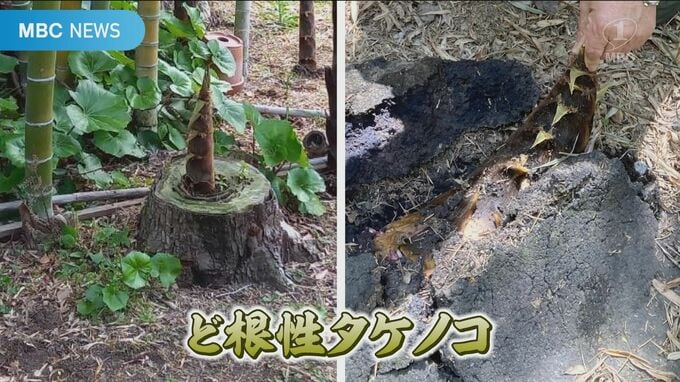 “ど根性タケノコ”２本　|　鹿児島のニュース｜MBC NEWS｜南日本放送