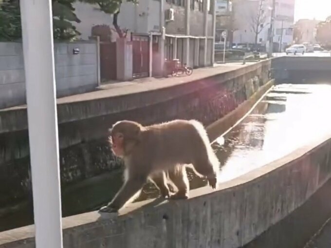サルの出没の相次ぐ広島・呉市　住宅の窓ガラスが割られる　市役所近くの中心部にも現れる　注意を呼びかけ|TBS NEWS DIG
