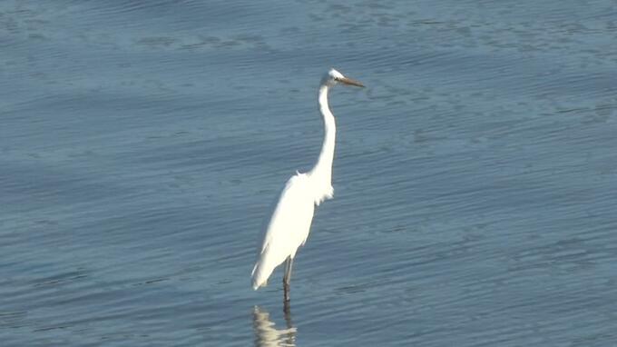 名護市の羽地内海に渡り鳥　ダイサギやアオサギの大群が飛来|TBS NEWS DIG