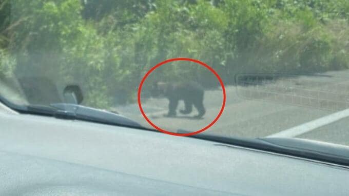 高速道路で乗用車にはねられ、死んだ子グマは親グマを探して…前夜に車にはねられ、死んだクマが親の可能性も|TBS NEWS DIG