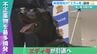 歴代最多の摘発数！エース麻薬探知犬『エディ号』が引退へ　7年の活動に幕　|　沖縄のニュース｜RBC 琉球放送