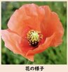 可愛らしいナガミヒナゲシ「毒含まれる乳液」に注意　仙台市が呼びかけ　|　宮城のニュース│tbc NEWS│tbc東北放送