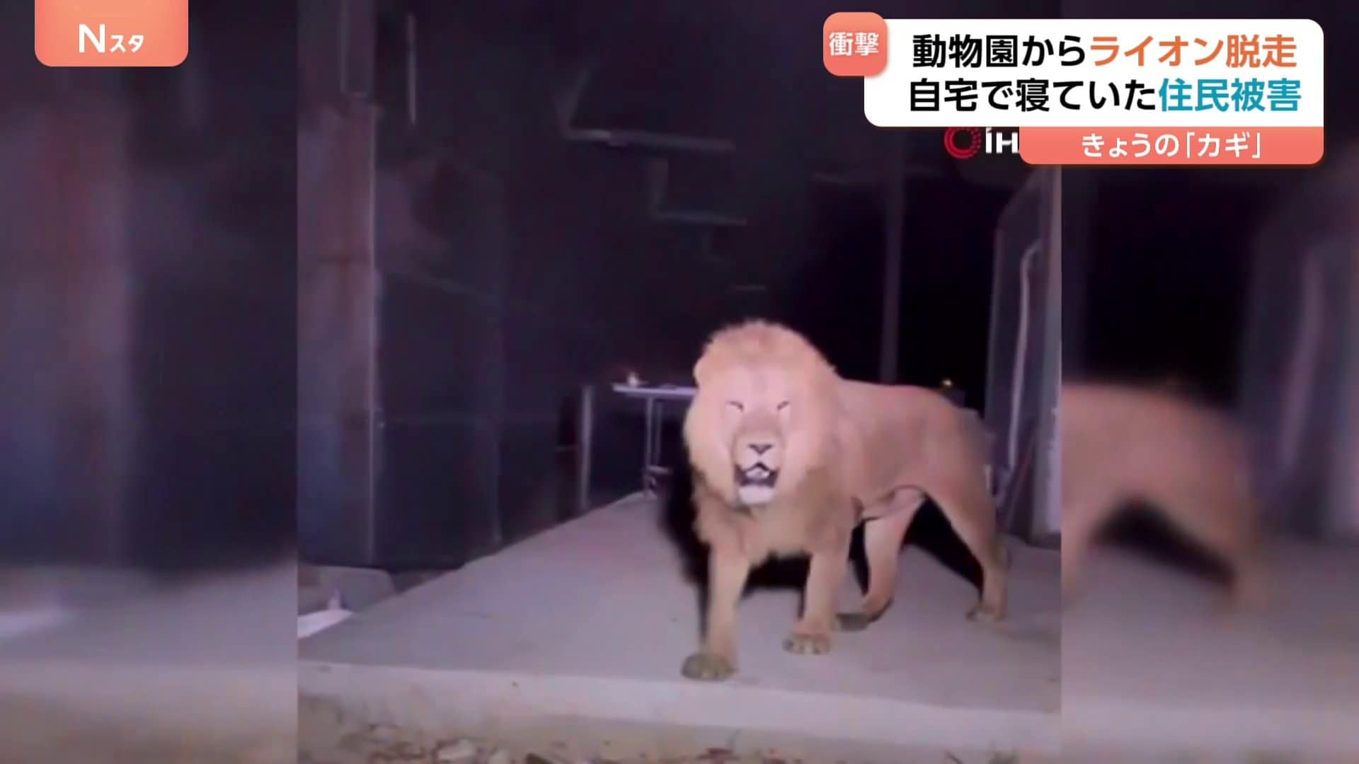 毛布をめくるとライオンが」トルコの動物園でライオン脱走 自宅で寝